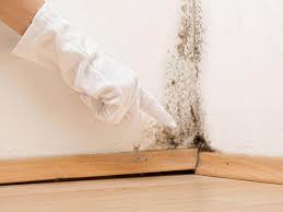 Why You Should Choose Our Mold Remediation Services in Binghamton, NY